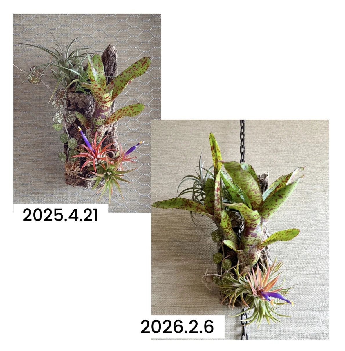 ネオレゲリア オーストラリアンペッパー ホヤカーティシー アエラントスベルゲリ ティランジア イオナンタフエゴ コルク付け