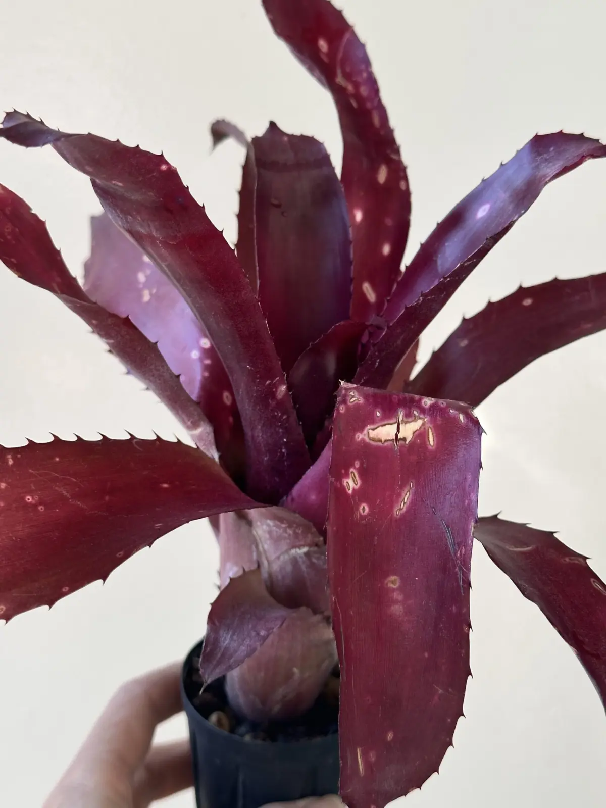 ビルベルギア　スモーキージョー