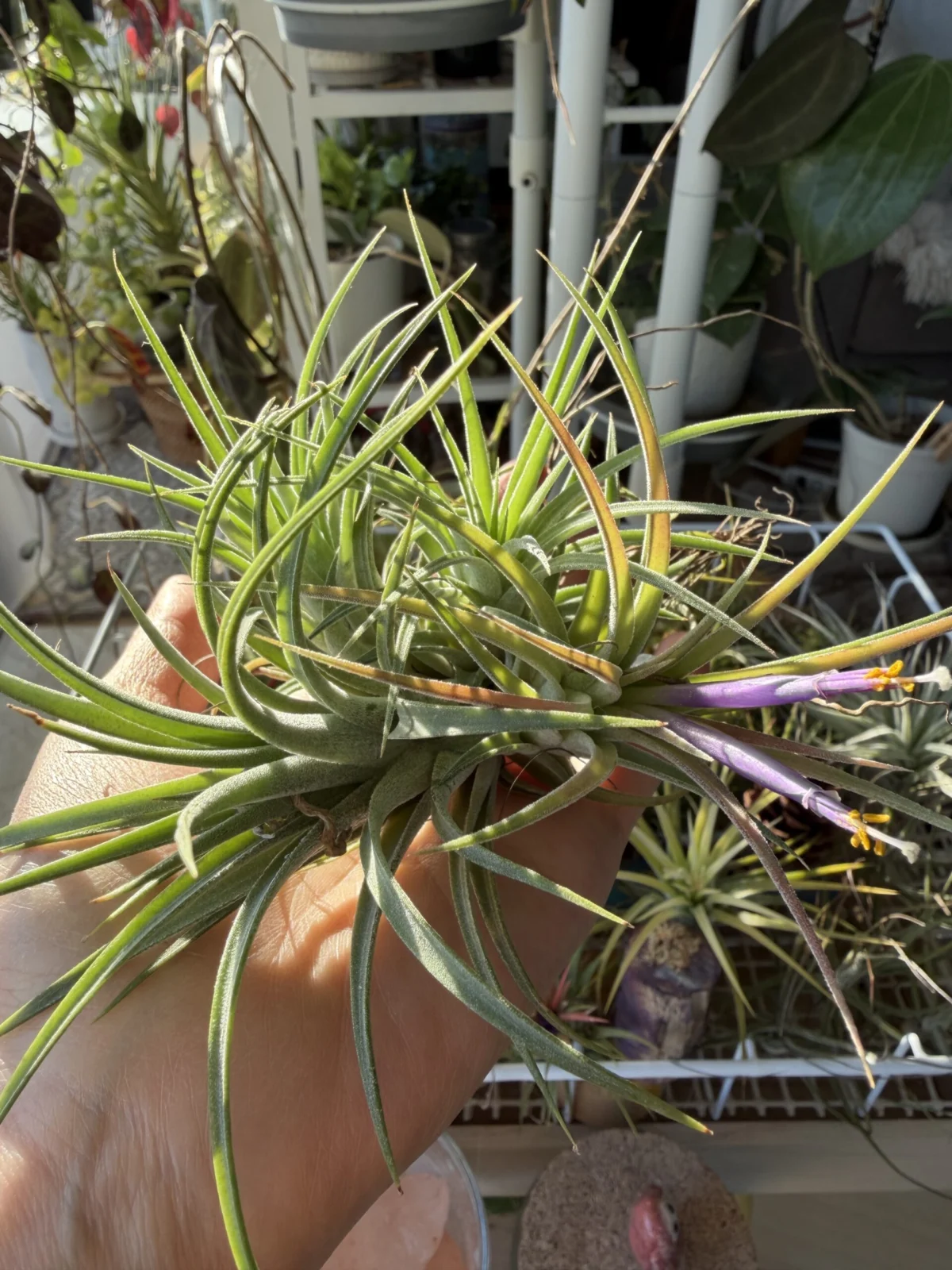 ティランジア イオナンタ クロス 開花