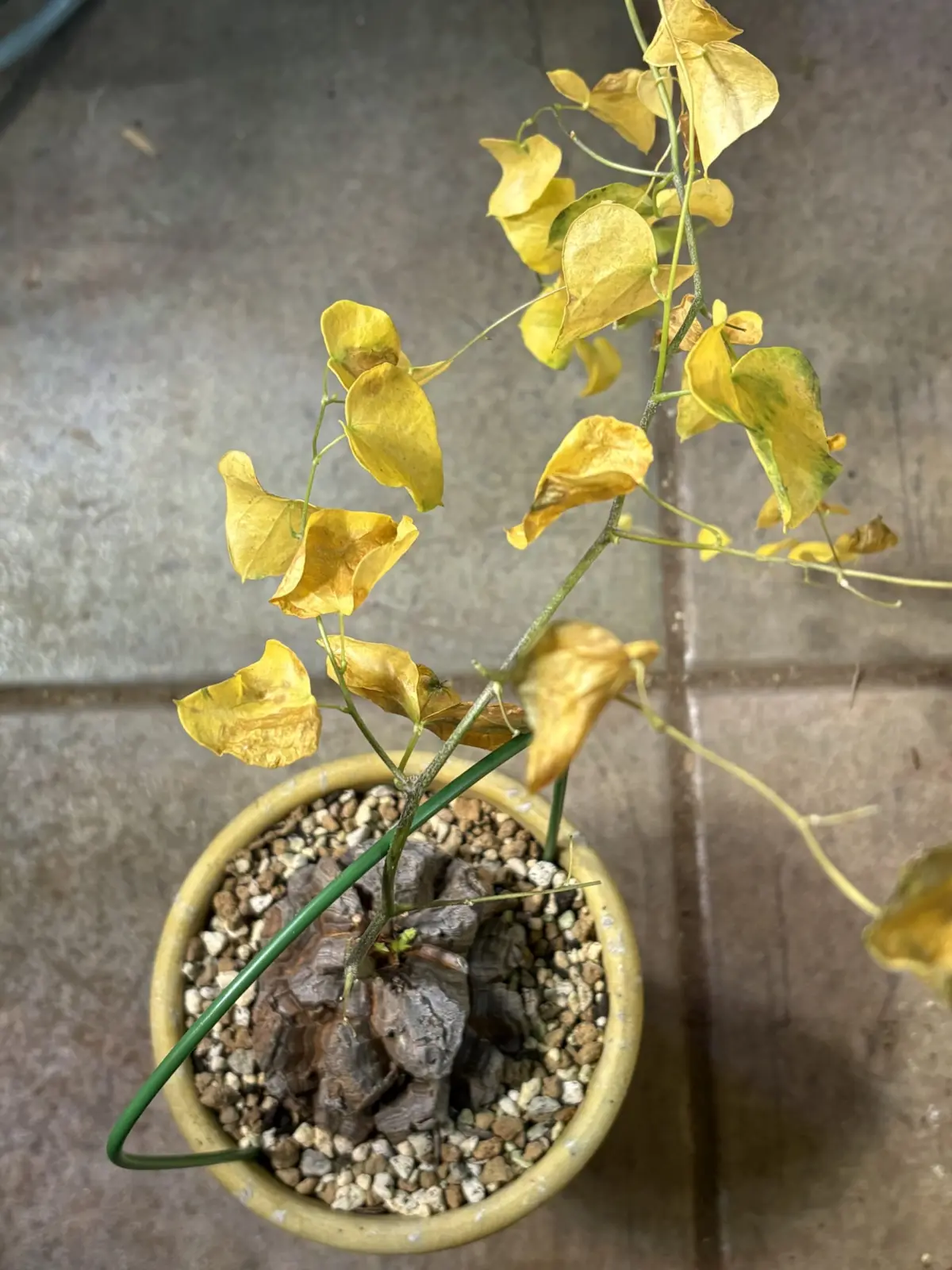 ディオスコレア エレファンティペス　ハダニ処置後