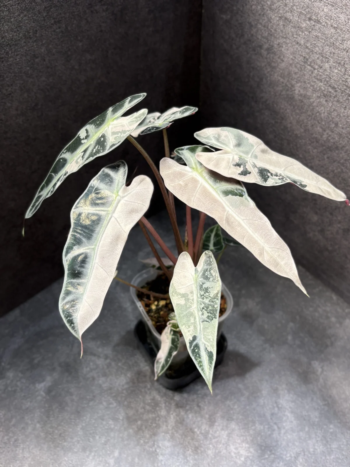 アロカシア バンビーノ ピンク