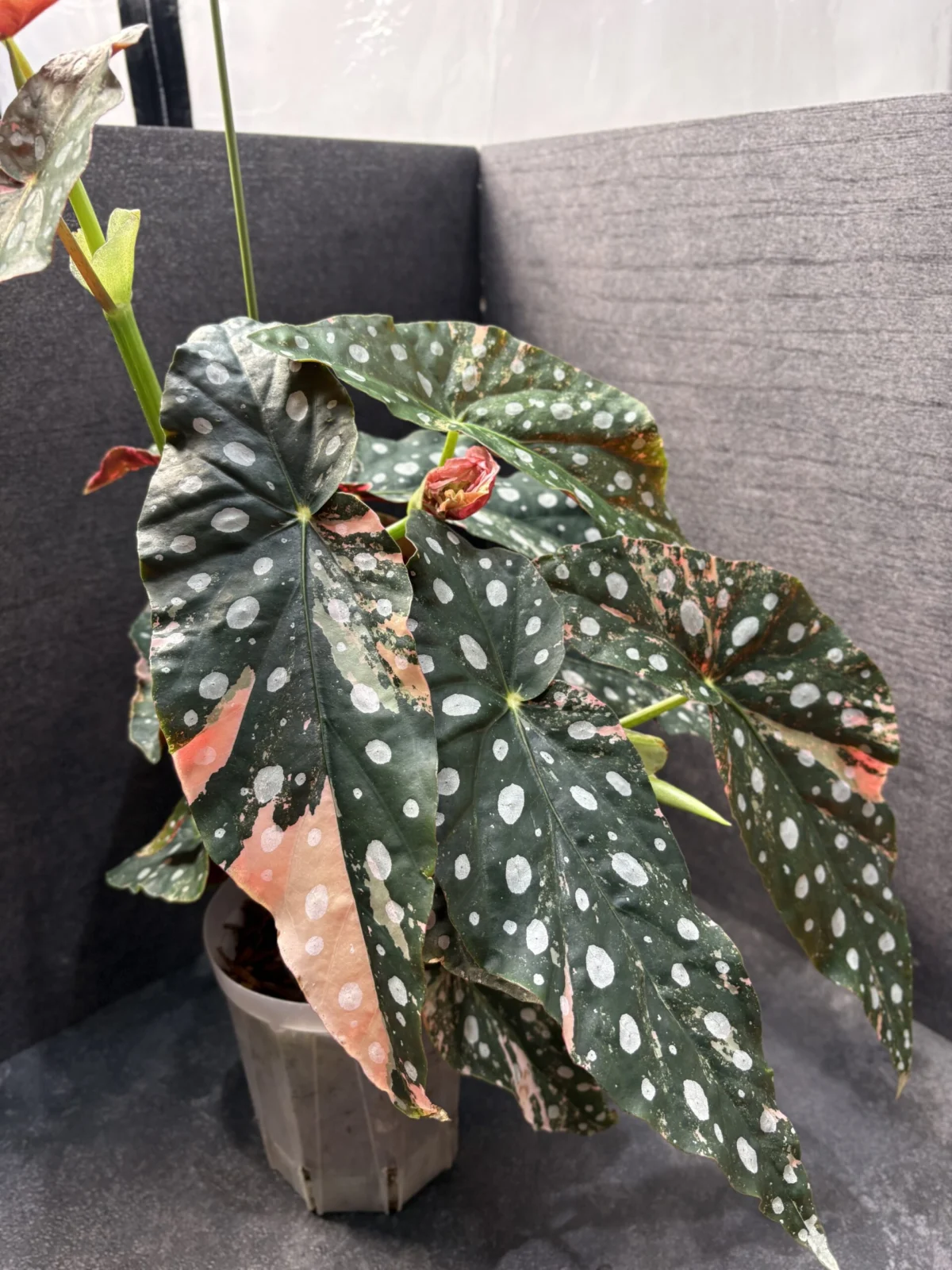 ベゴニア　マクラータ　斑入り