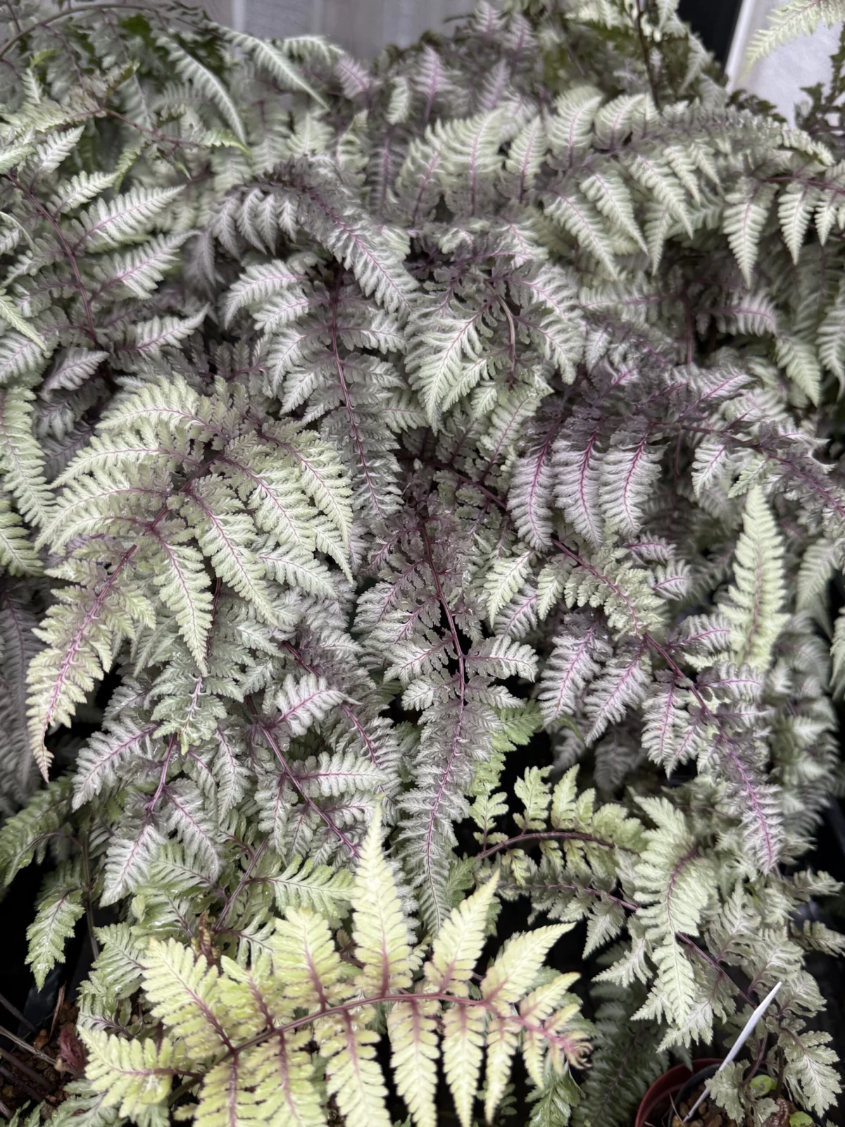 ニシキシダ　‘バーガンディレース’