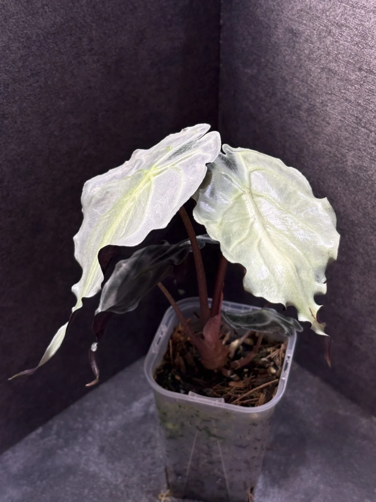 アロカシア ヴェノム