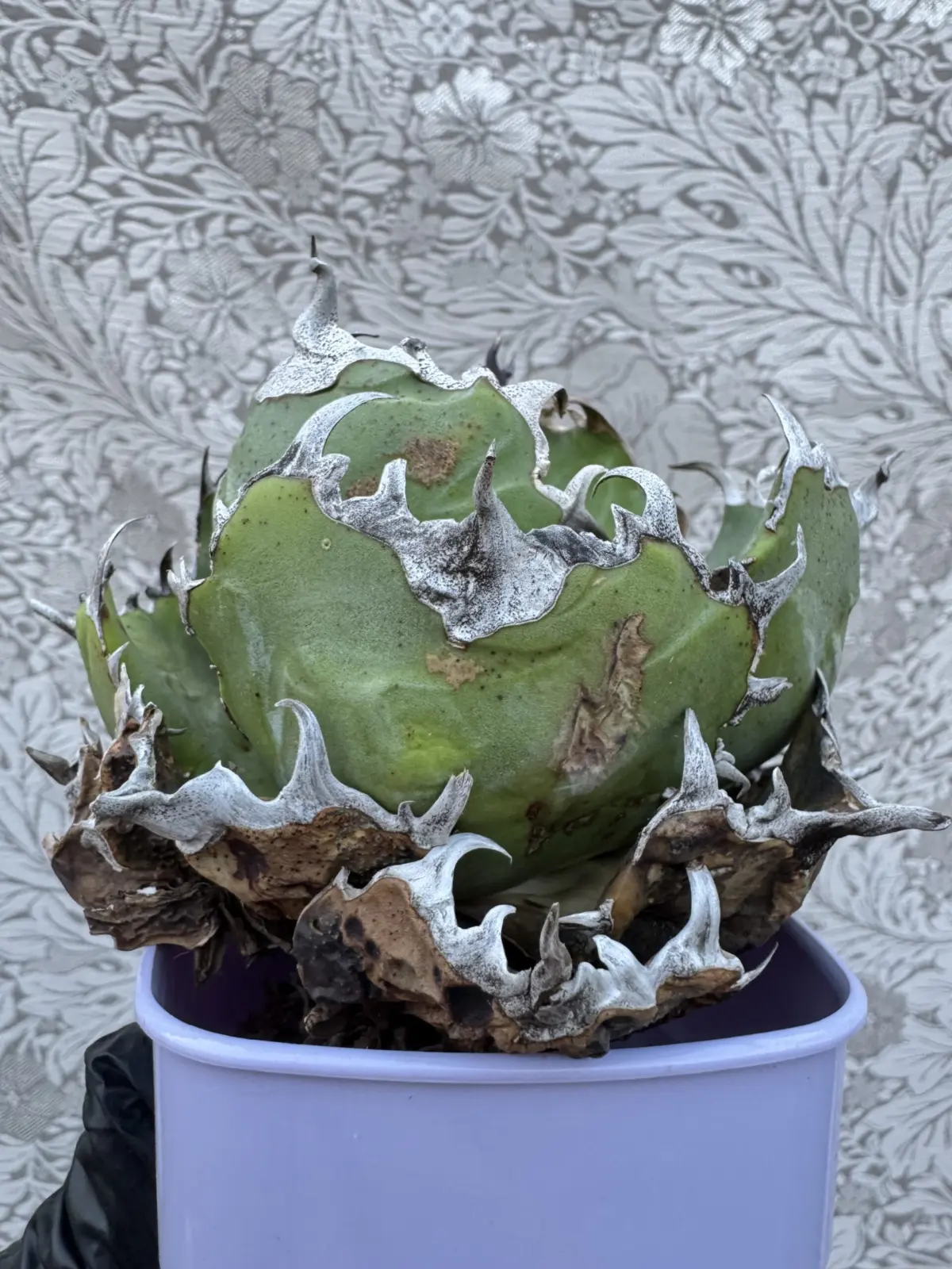 アガベ　チタノタ　ハクゲイ　側面　多肉植物