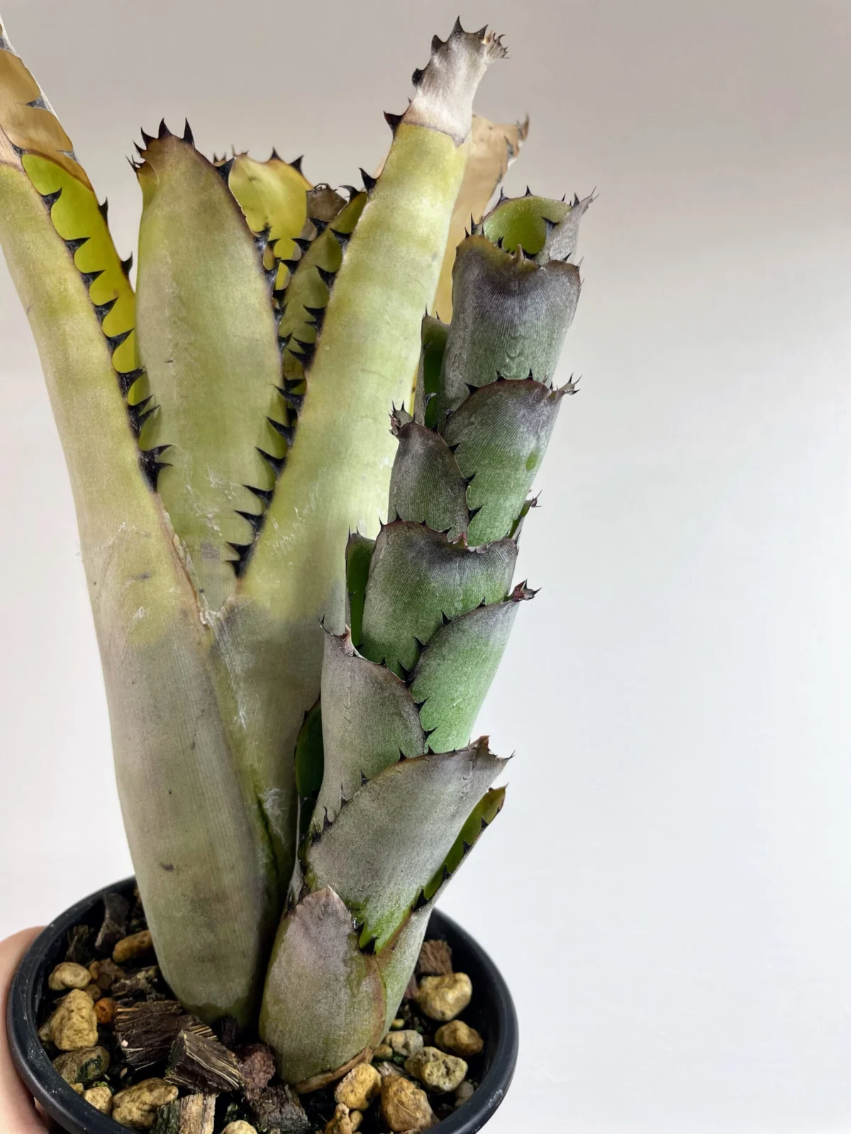 ビルベルギア サンデリアーナ