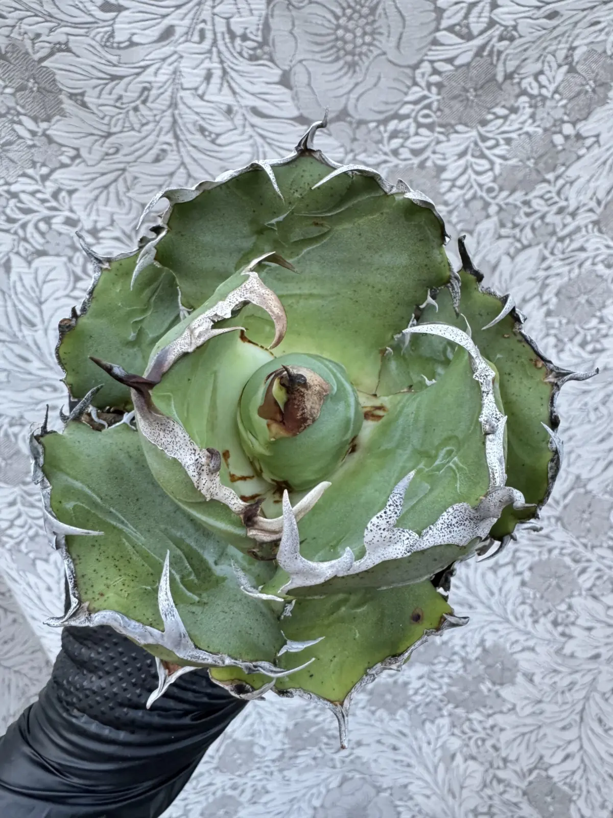 アガベ　チタノタ　ハクゲイ　天面　多肉植物