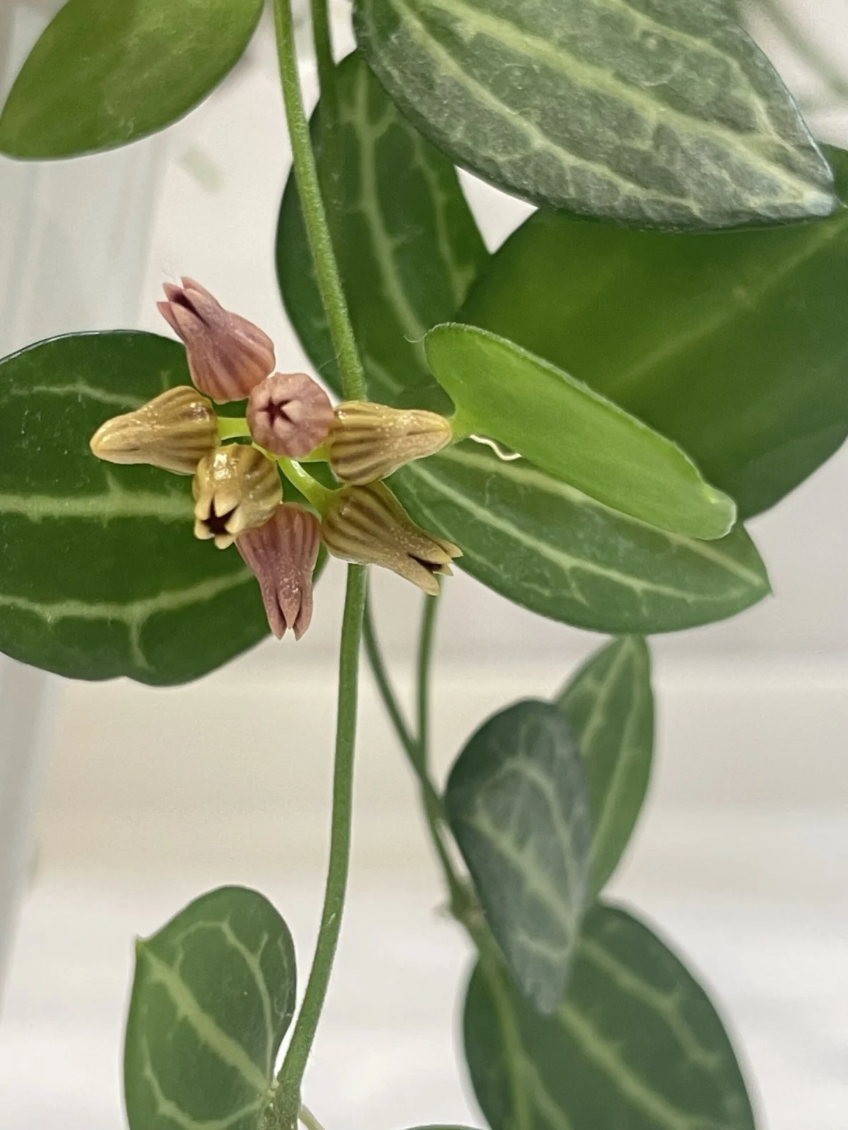 ディスキディア　オバタ　花