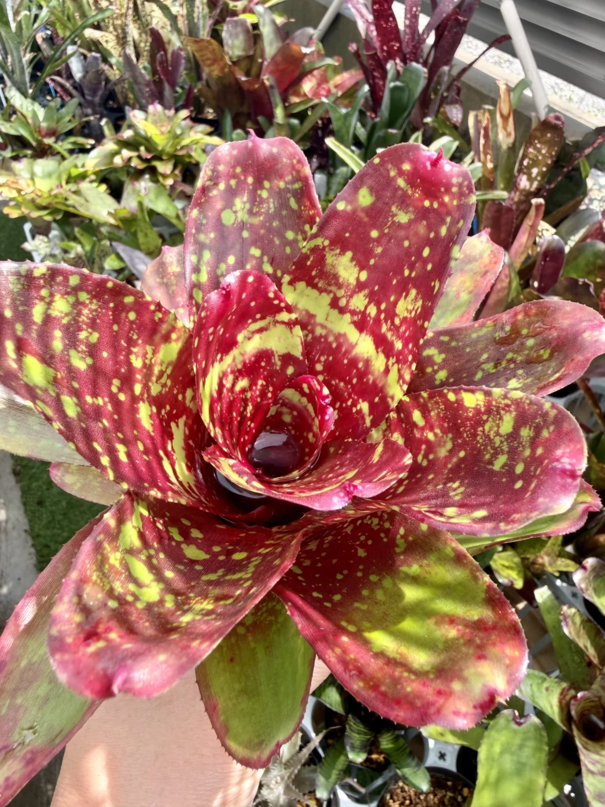 ネオレゲリア　ウォーキングトール