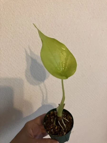 アロカシア ククラータオーレア