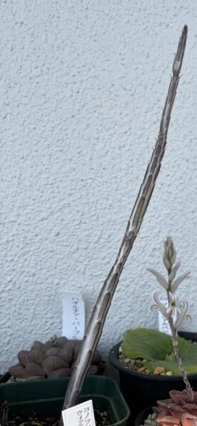 多肉植物　セネシオ　スタペリフォルミス　鉄錫杖