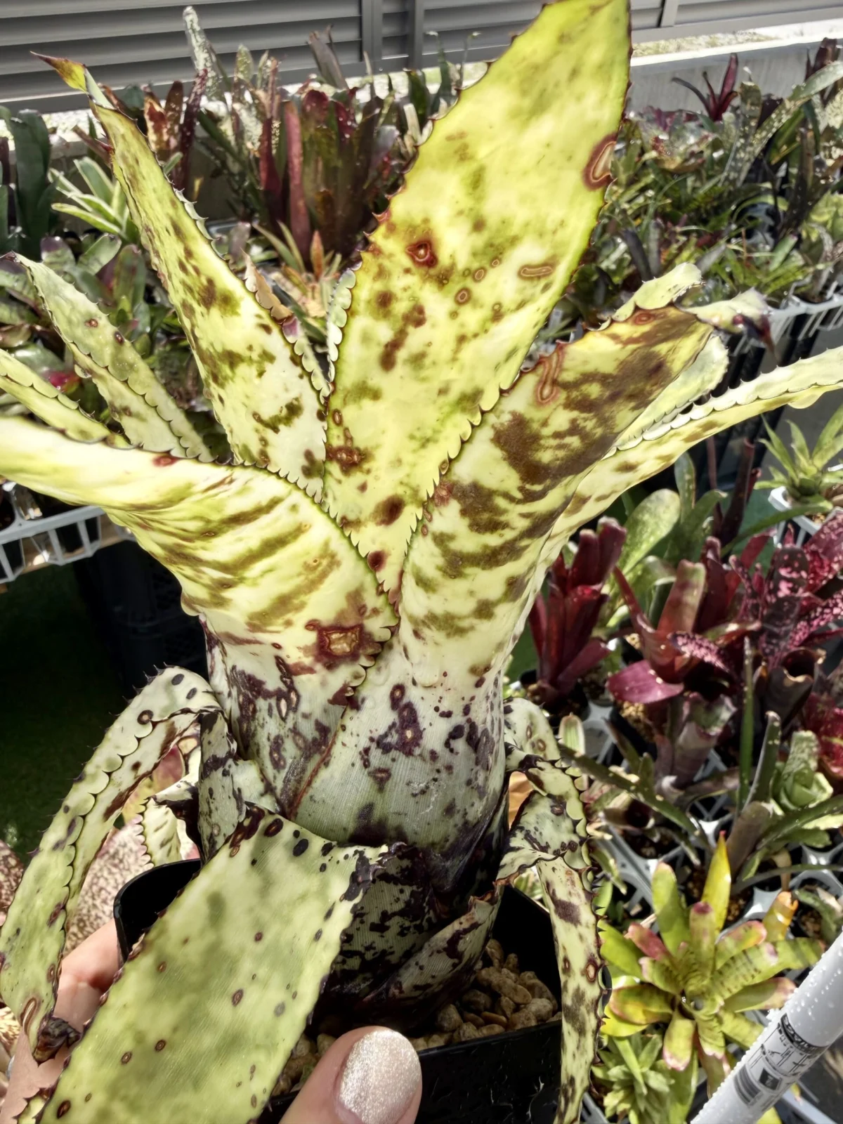 エクメア　オーランディアナ