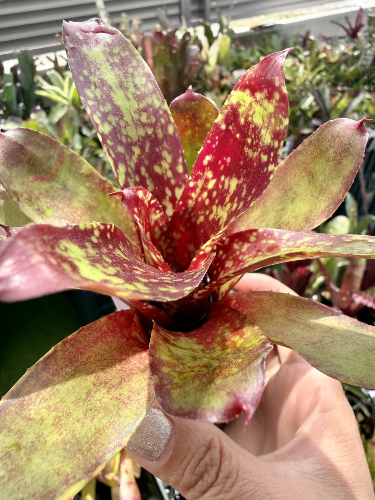 ネオレゲリア　スプリングチューリップ