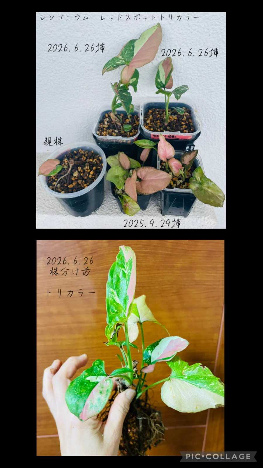 シンゴニウム　レッドスポットトリカラー　株分け後　現在の姿