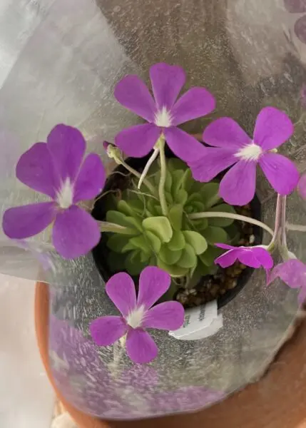 食虫植物　ピンギキュラ　セトス　ムシトリスミレ　花