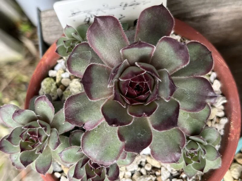 センペルビウム ダイアン 多肉植物