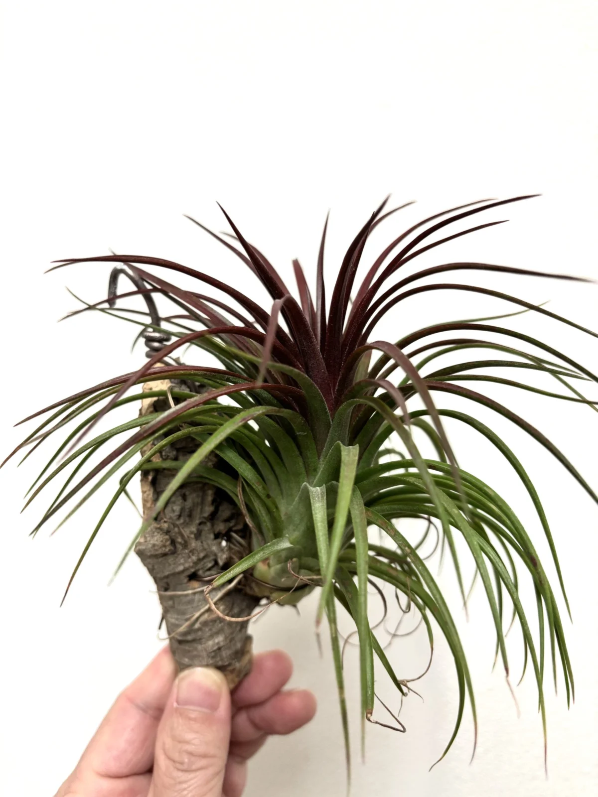 ティランジア　レインフォレストレッド