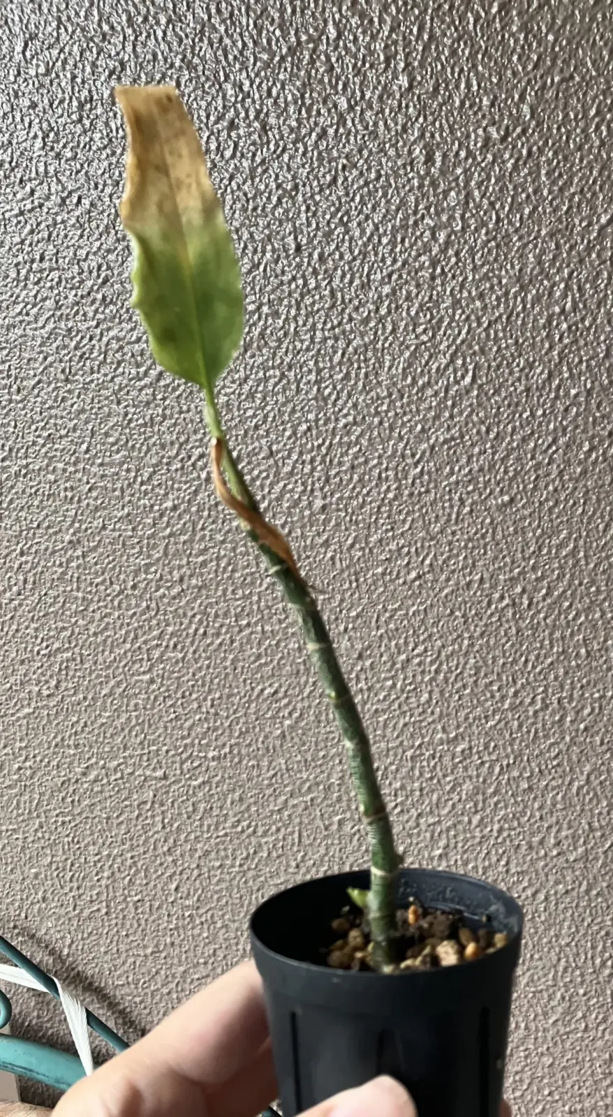 アグラオネマ ピクタム細葉