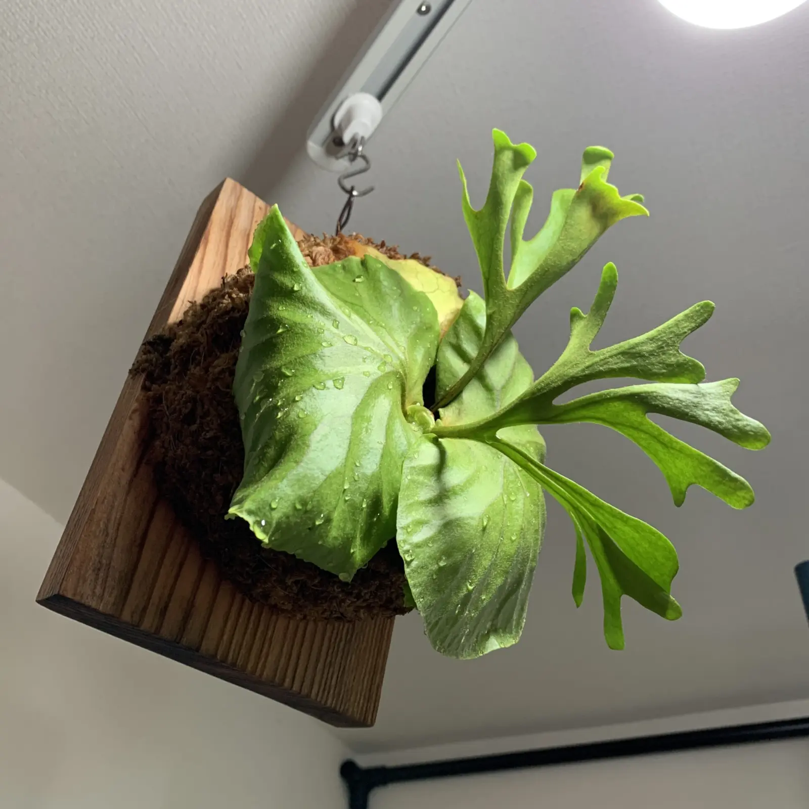 ビカクシダ　リドレイ