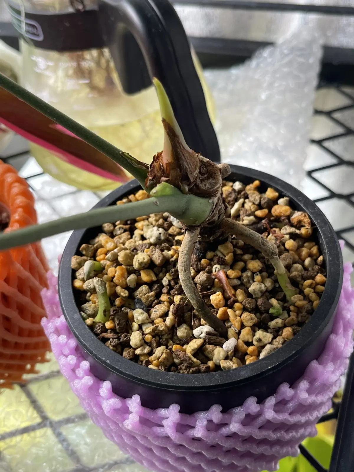 アンスリウム　クラリネルビウム