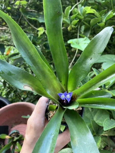 ネオレゲリア リリープー 花 日焼け