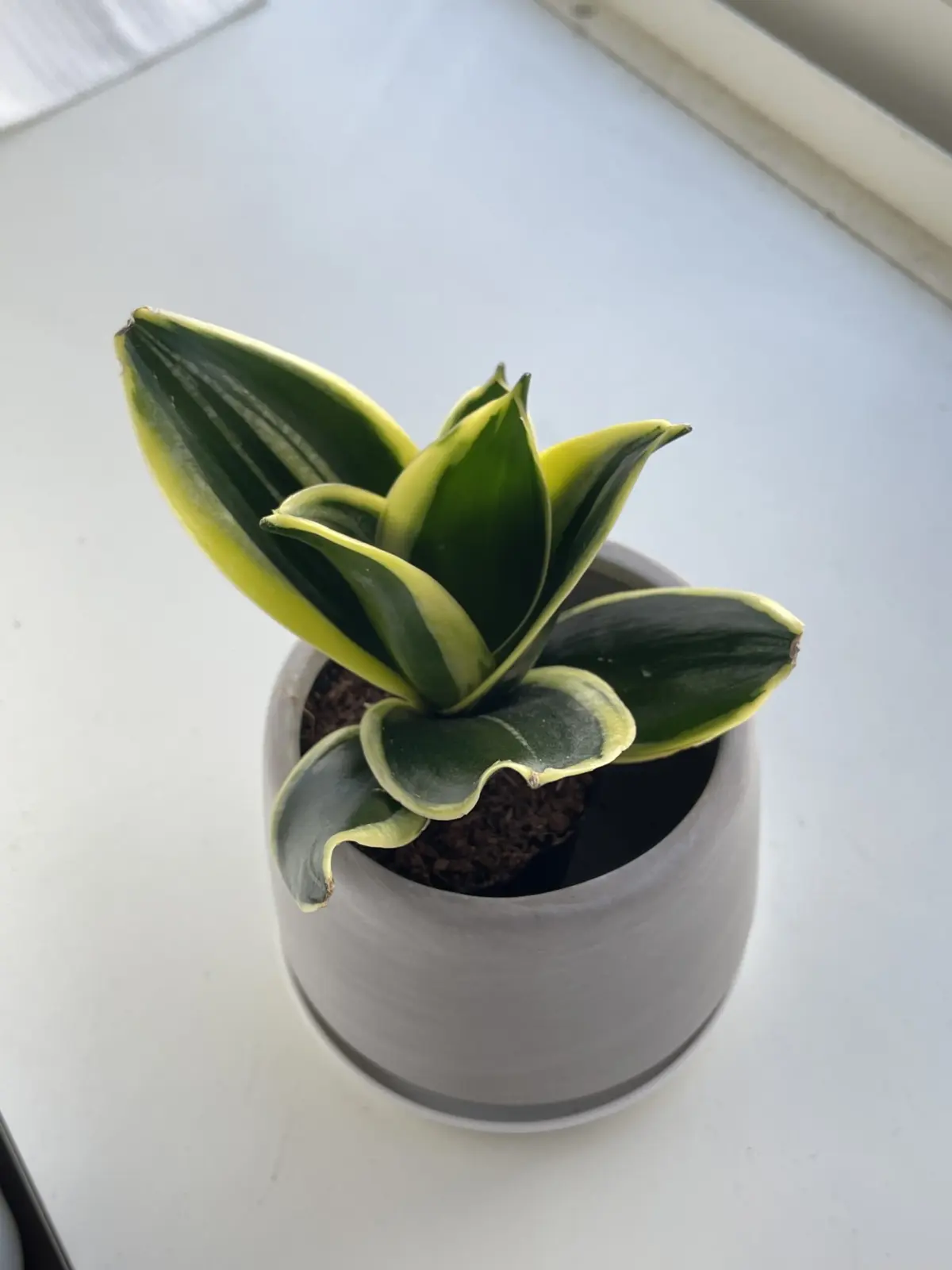 サンセベリア ハニーバニー 多分