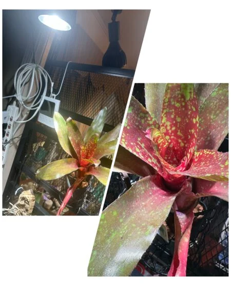 ネオレゲリア ピグレット