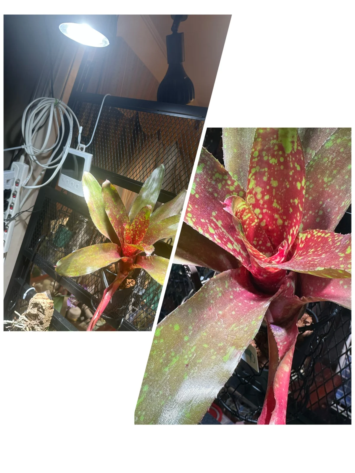 ネオレゲリア　ピグレット