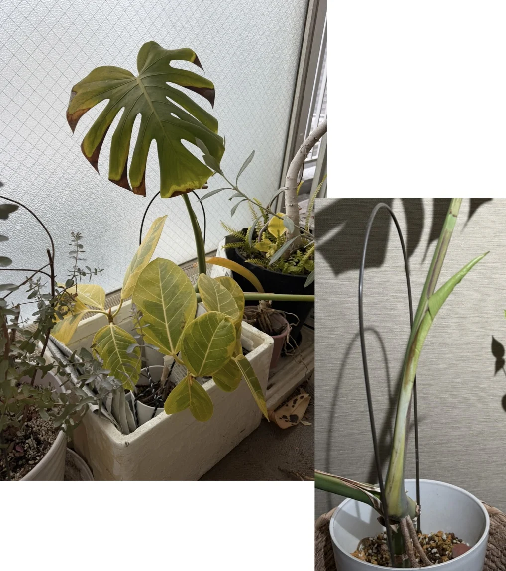 モンステラ – Plants Navi