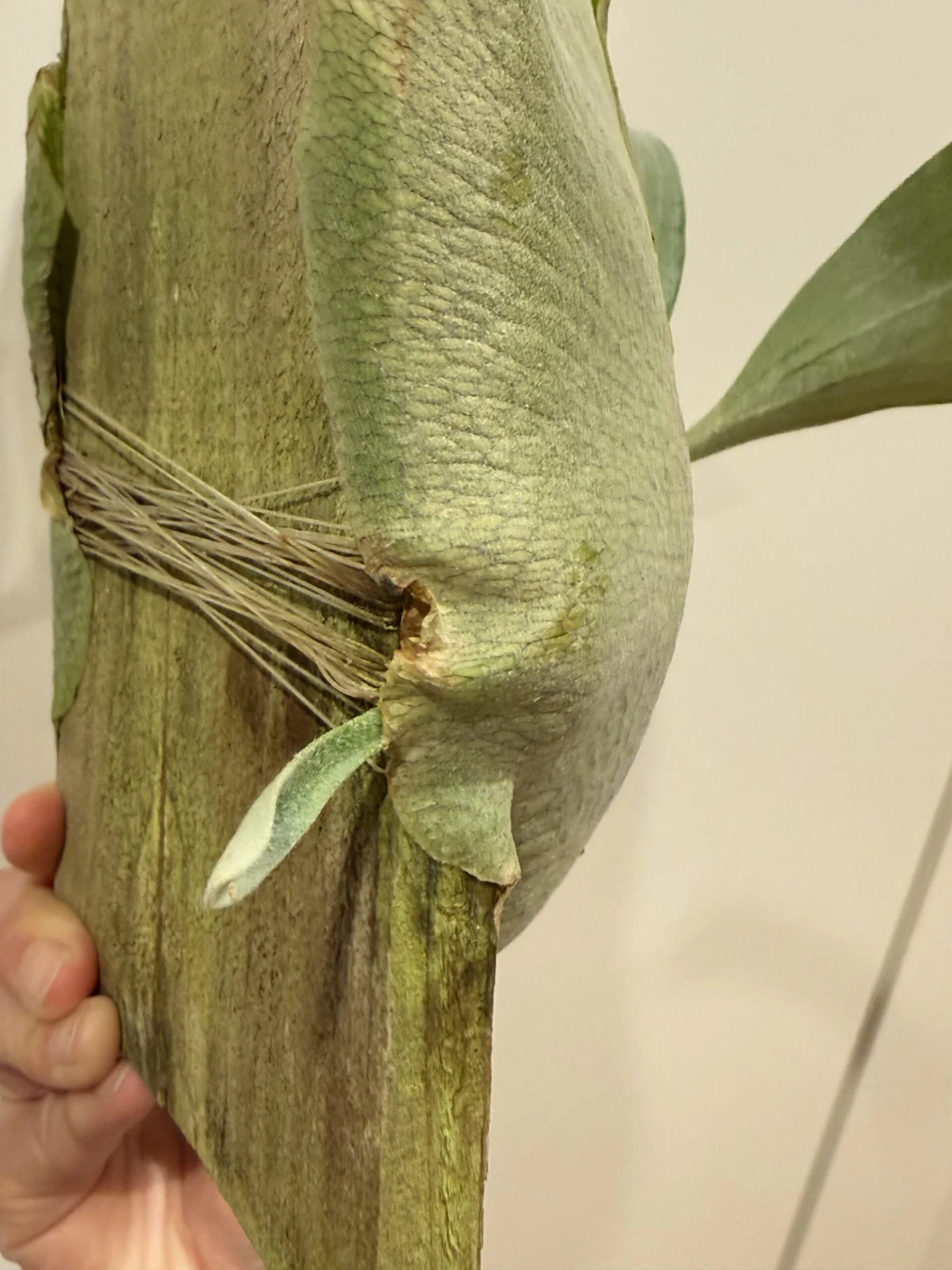 ビカクシダ 雷神