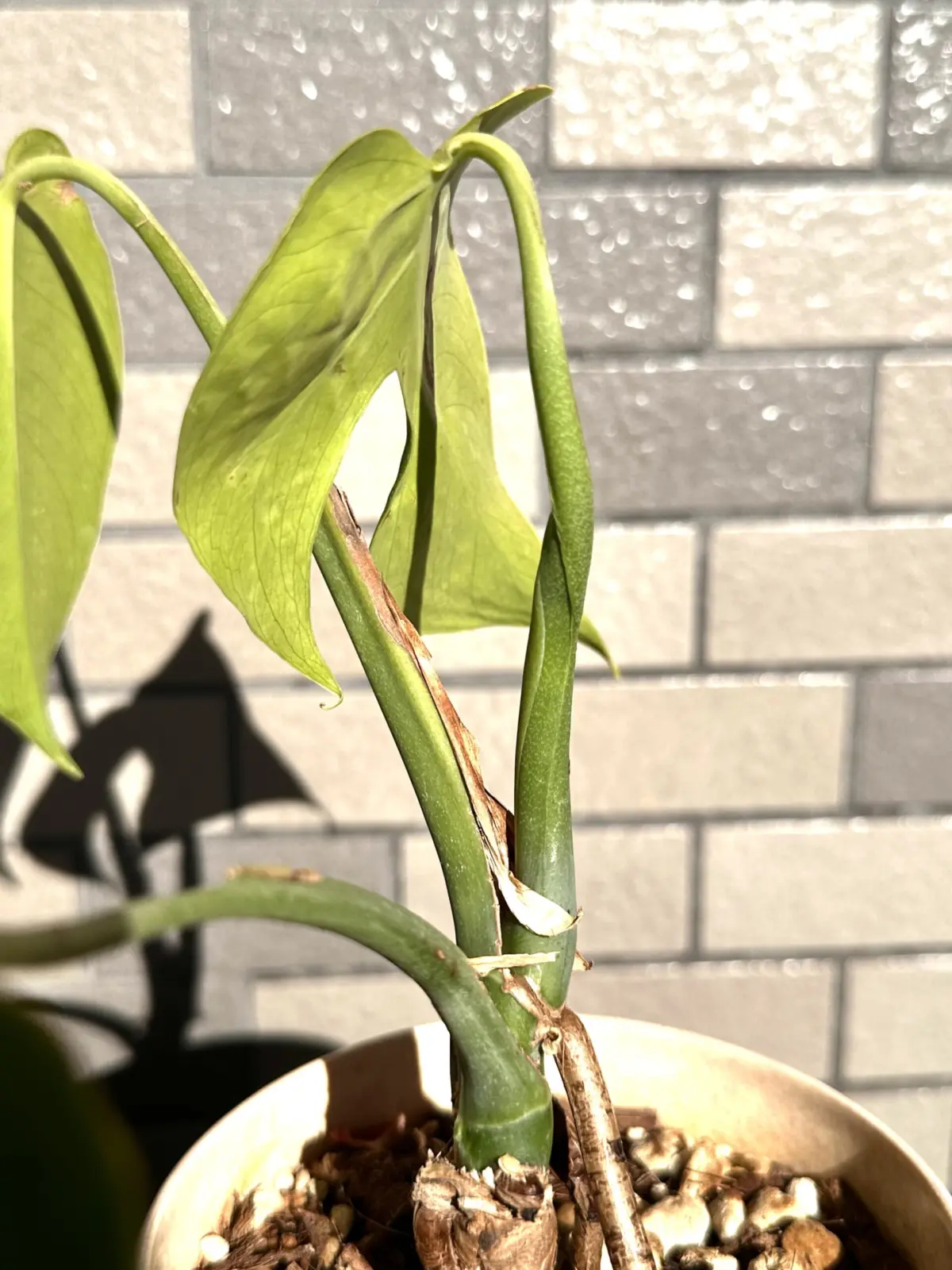 モンステラ　デリシオーサ　コンパクタ　捻れ