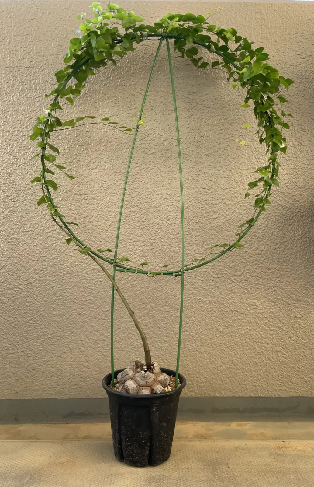 ディスオコレア　エレファンティぺス　亀甲竜