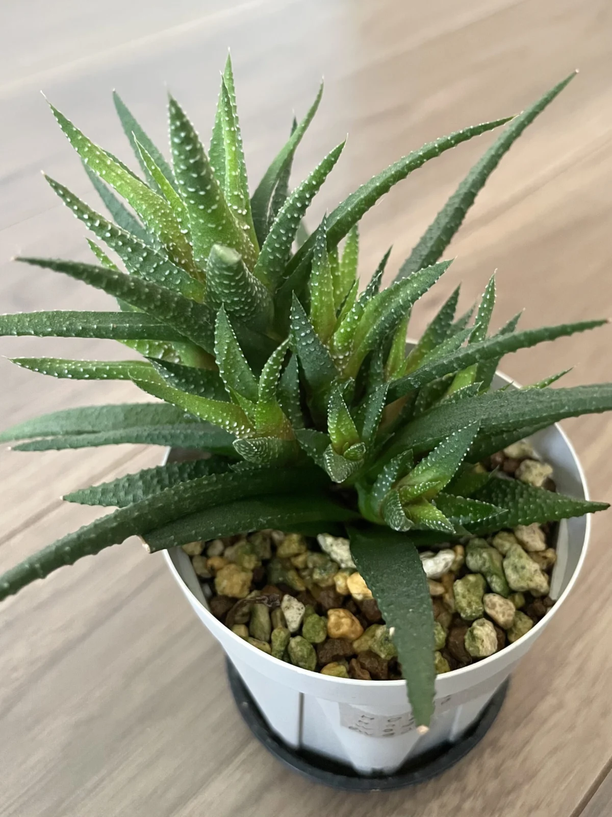 ハオルチア　十二の巻