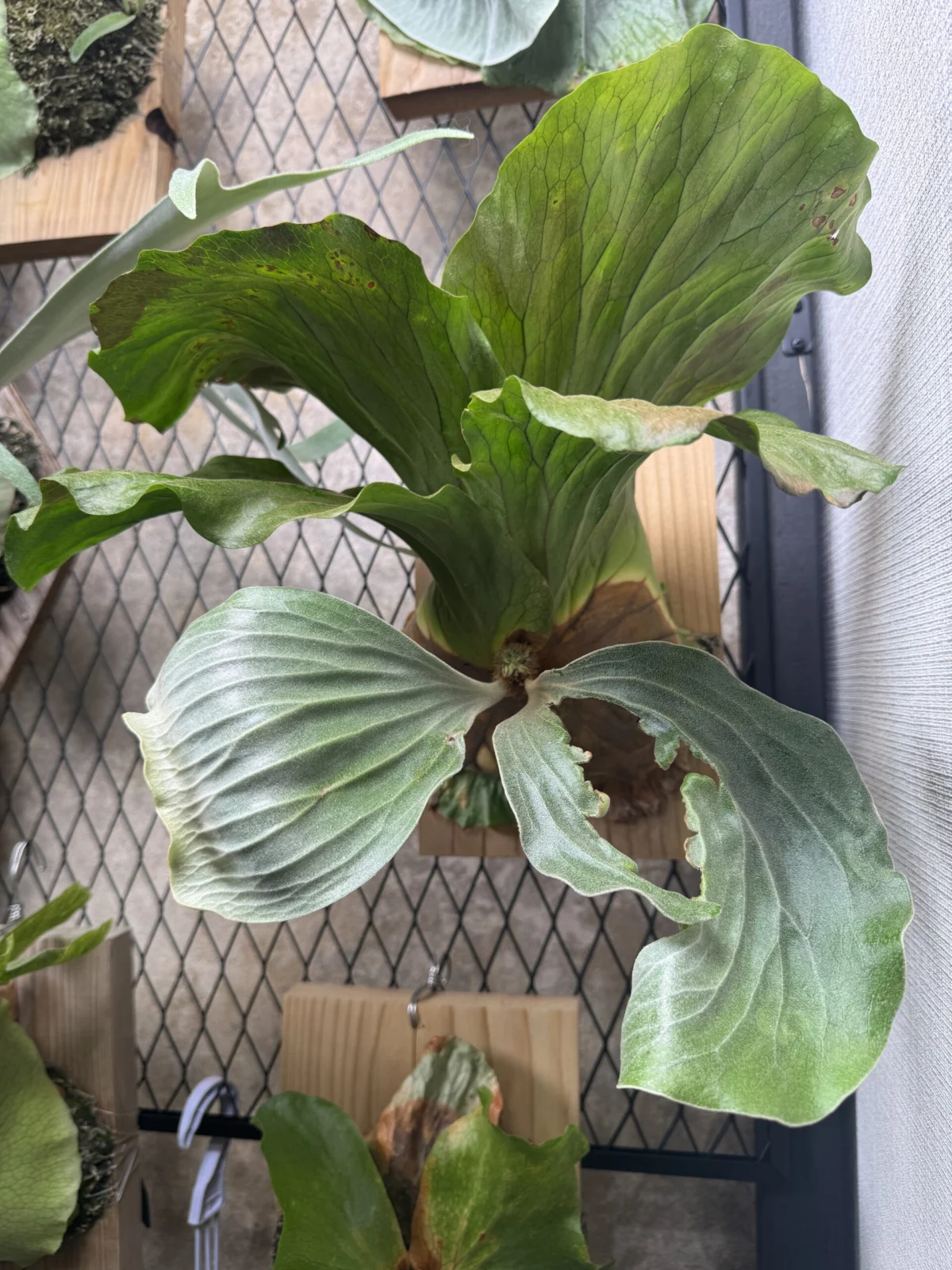 ビカクシダ　アンゴレンセ　エレファントティス