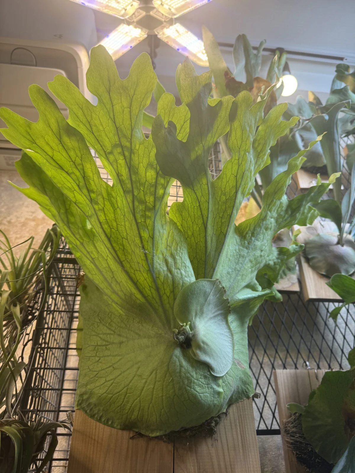 ビカクシダ　ワリチー