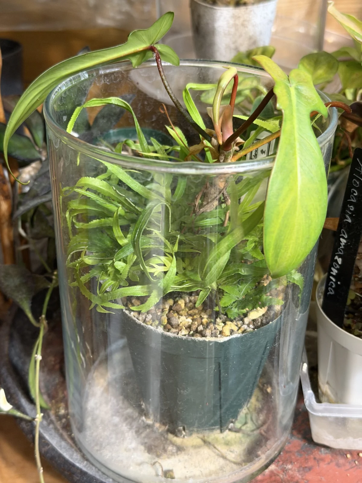 フィロデンドロン フロリダゴースト