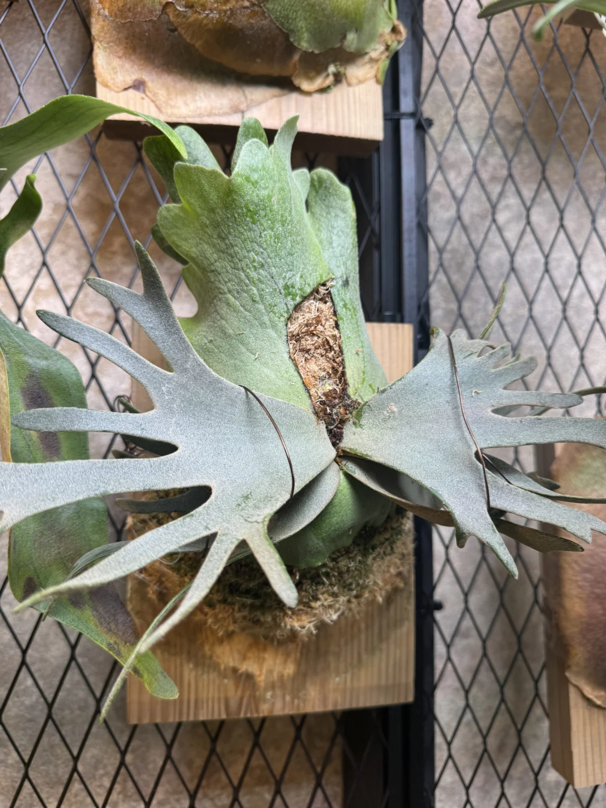 ビカクシダ　バクテリア　スポア