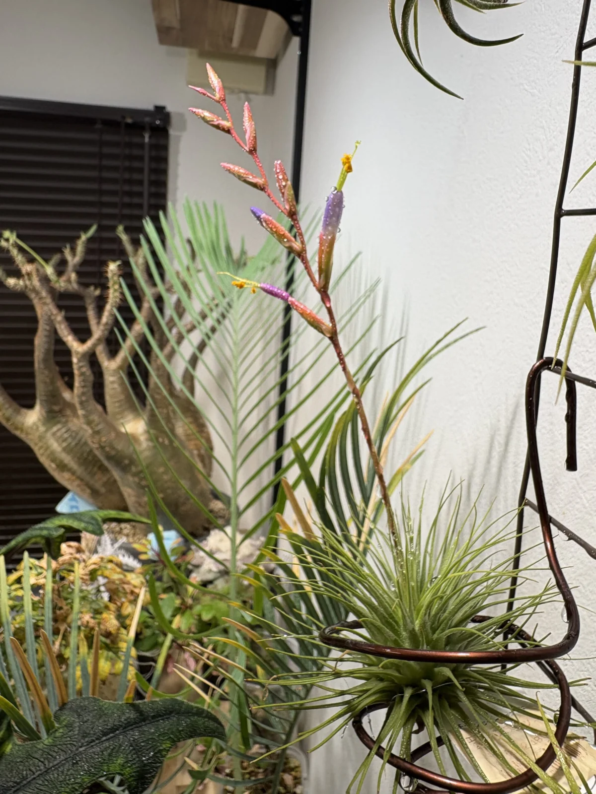 チランヂア フックシー