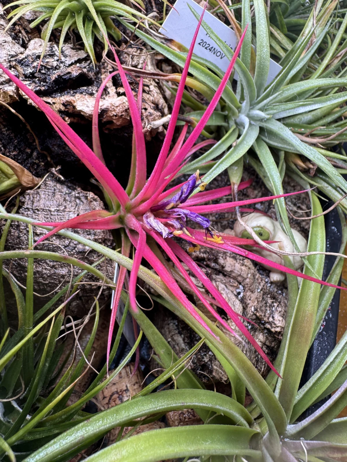 ティランジア イオナンタ クロス