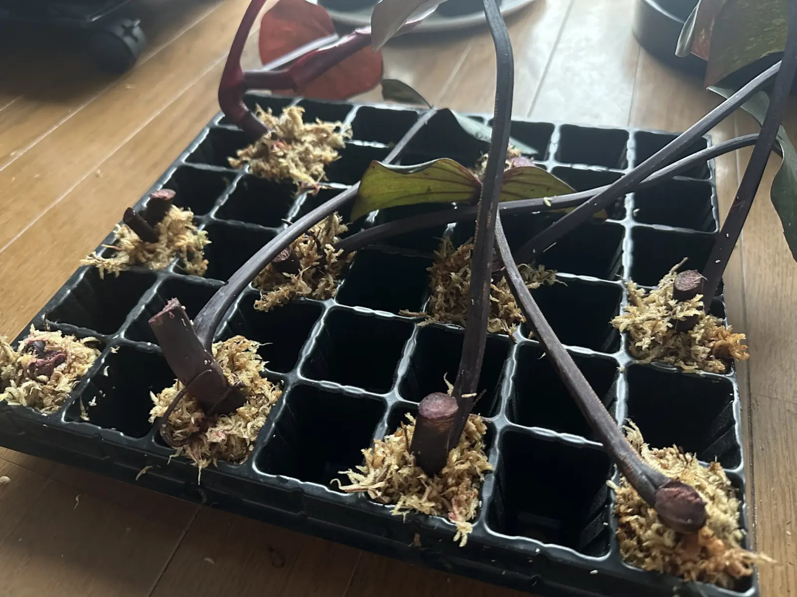 フィロデンドロン オレンジプリンセス 茎伏せ ①