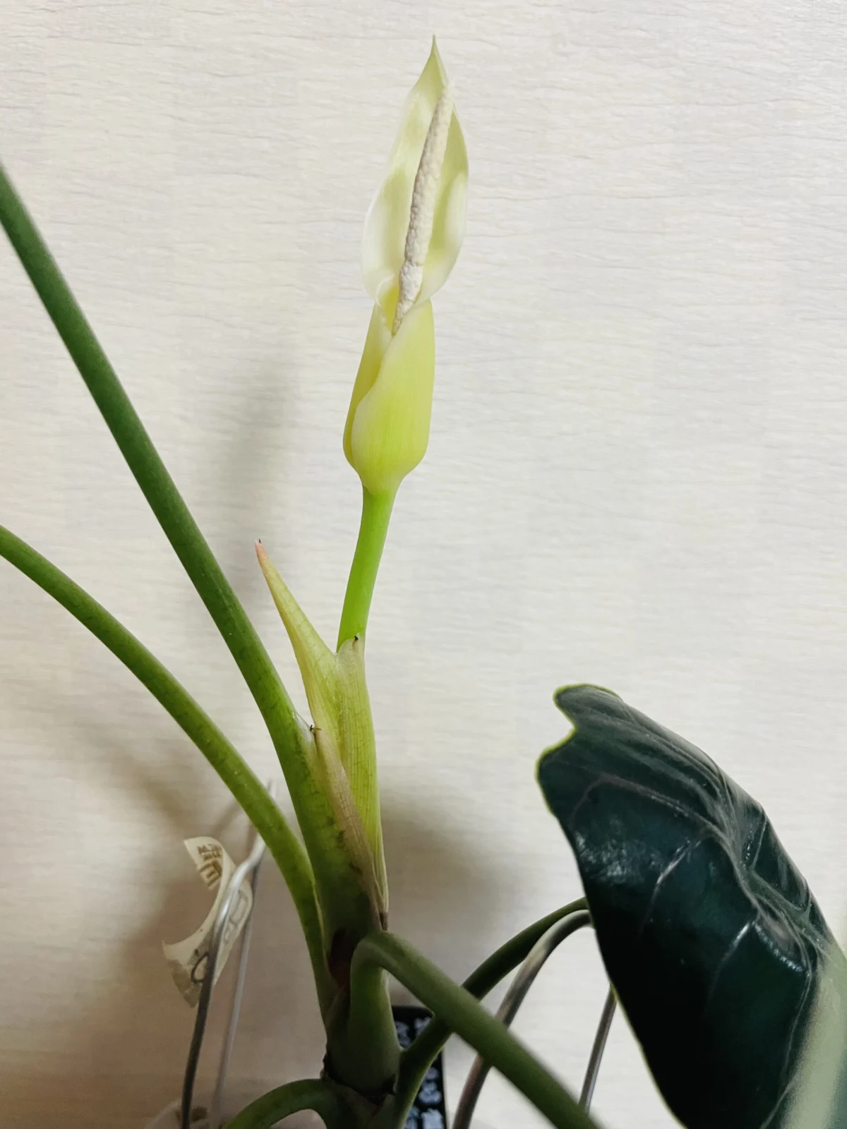 アロカシア アズラニー 花