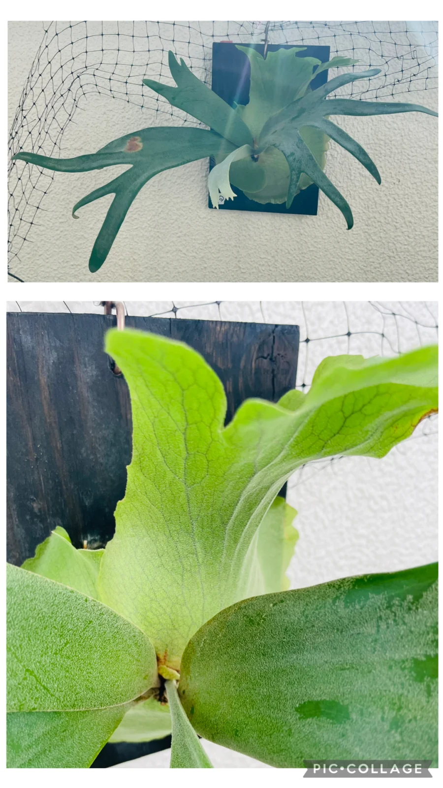 ビカクシダ　ウィリンキー