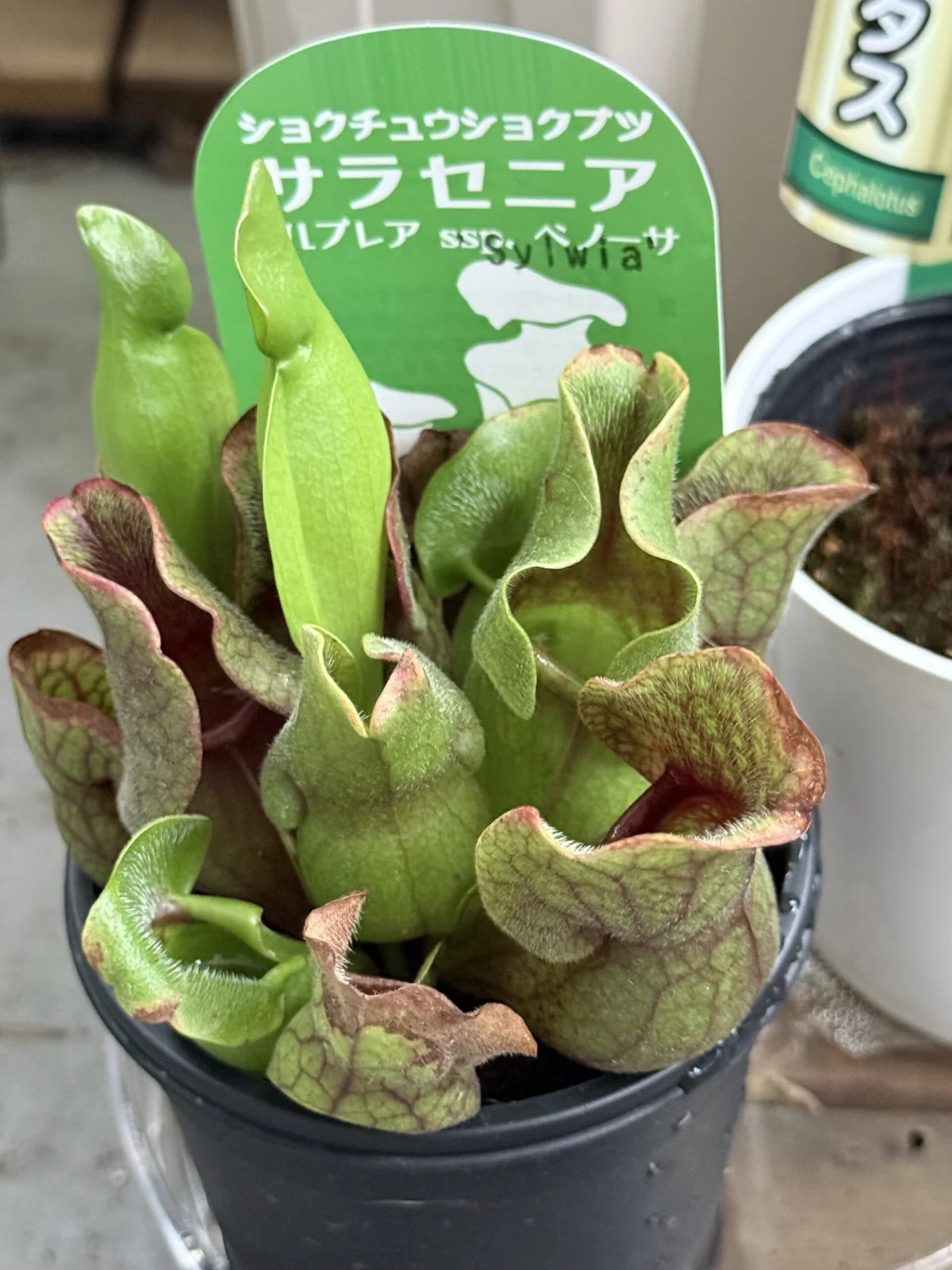 サラセニプルプレア　ベノーサ　syiwia