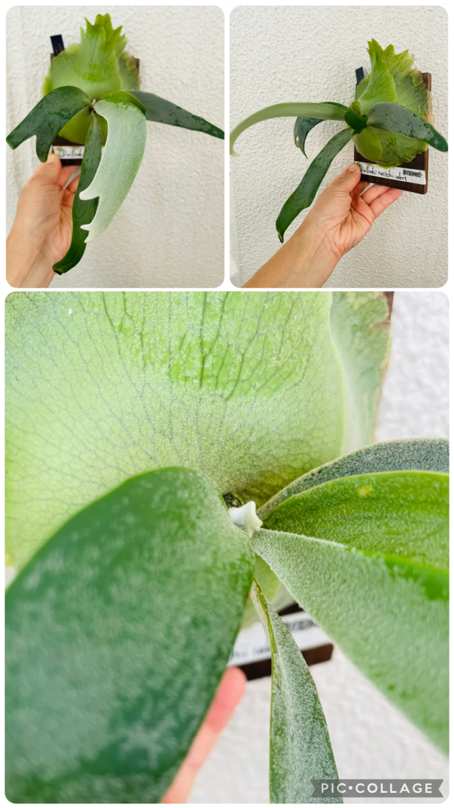 ビカクシダ ウィリンキー ベイチー セレクト – Plants Navi