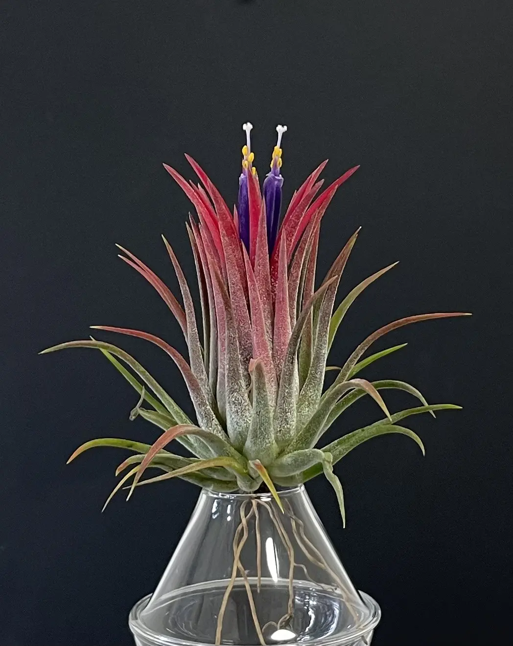 ティランジア　イオナンタ　ゴジラ