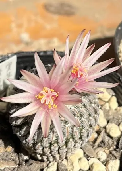 サボテン　精巧殿　花　ツルビニカルプス　プセウドペクチネイタス