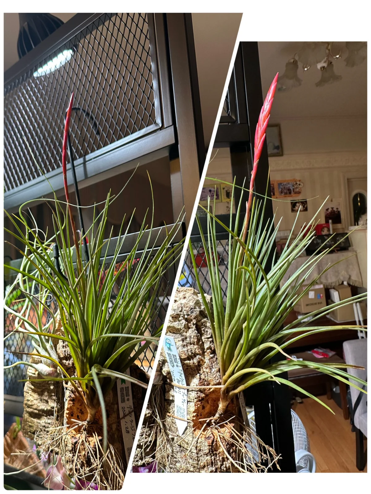 ティランジア　デュラ　ラージフォーム　花芽付き