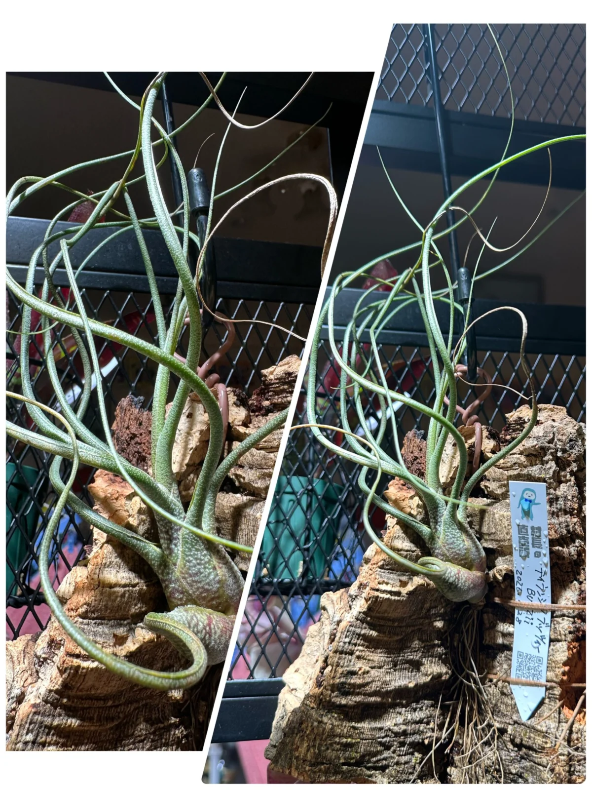 ティランジア　ブッツィー