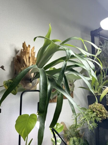 ビカクシダ　札落ち