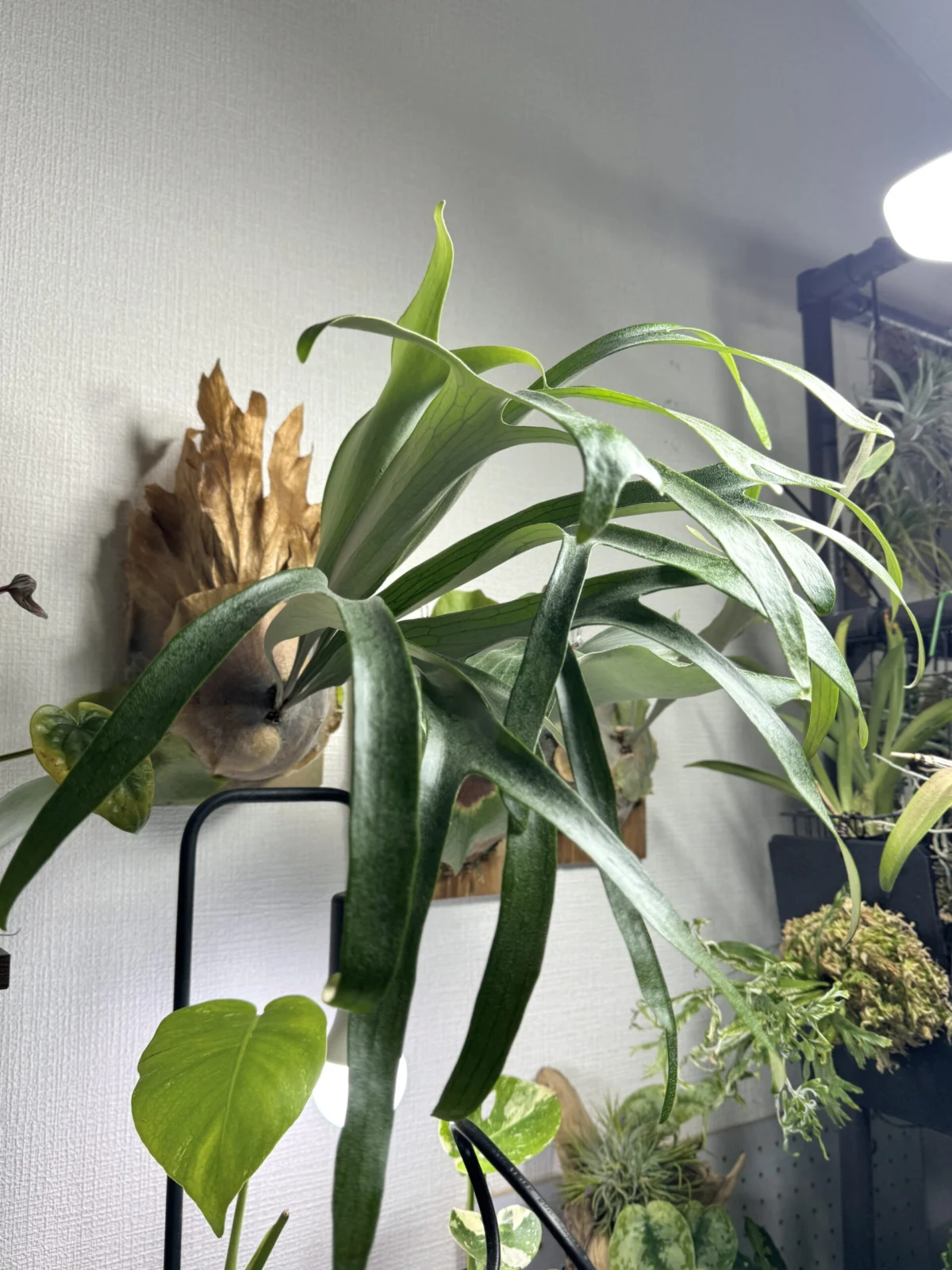 ビカクシダ　札落ち